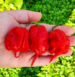 carolina reaper (2)